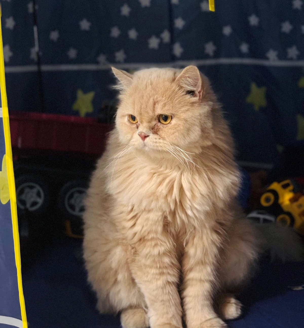 Dia Mundial do Gato: Saiba 6 mitos e verdades sobre os felinos