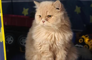 Dia Mundial do Gato: Saiba 6 mitos e verdades sobre os felinos