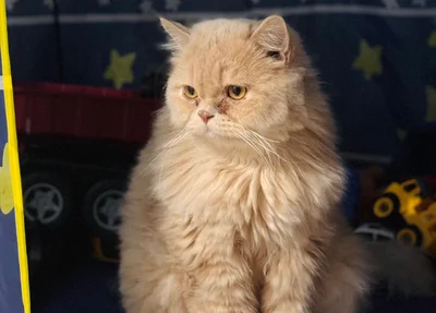 Dia Mundial do Gato: Saiba 6 mitos e verdades sobre os felinos