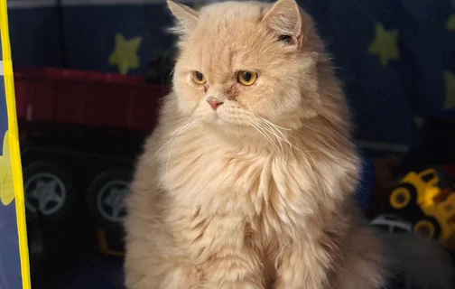 Dia Mundial do Gato: Saiba 6 mitos e verdades sobre os felinos