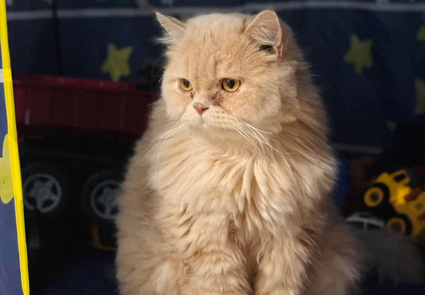 Dia Mundial do Gato: Saiba 6 mitos e verdades sobre os felinos
