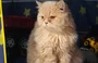 Dia Mundial do Gato: Saiba 6 mitos e verdades sobre os felinos