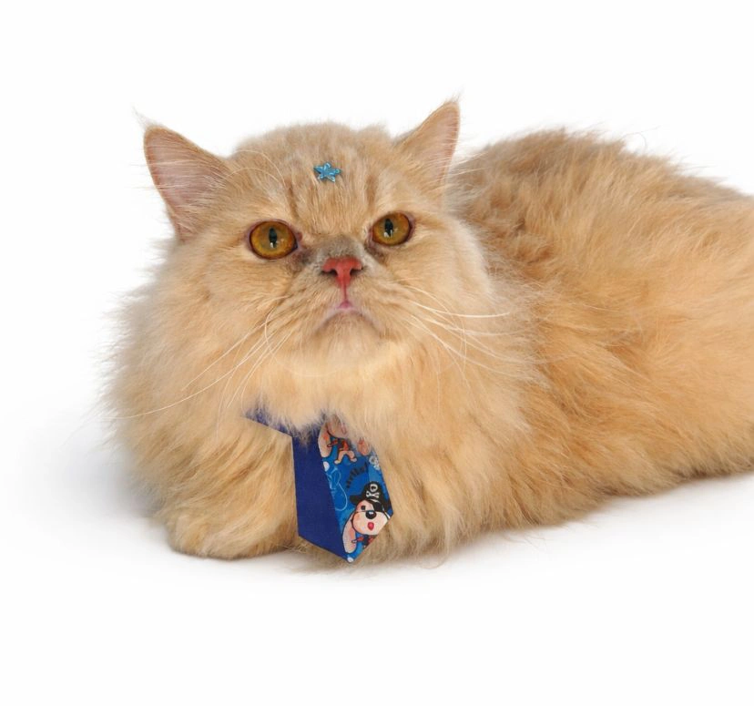 Dia Mundial do Gato: Saiba 6 mitos e verdades sobre os felinos