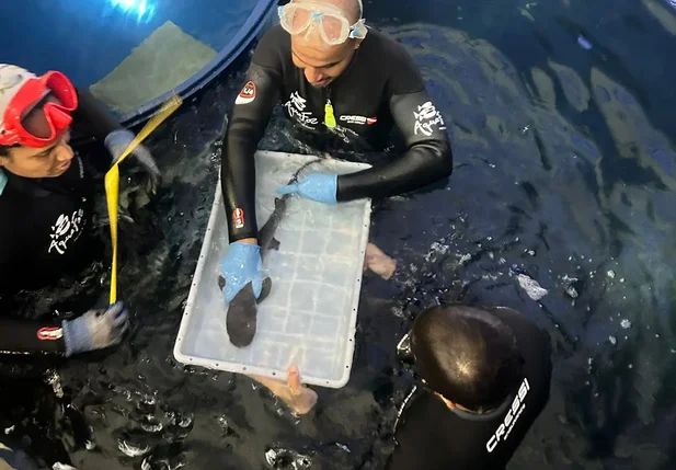 Flhote de tubarão-galha-branca-de-recife espécie classificada como ameaçada de extinção