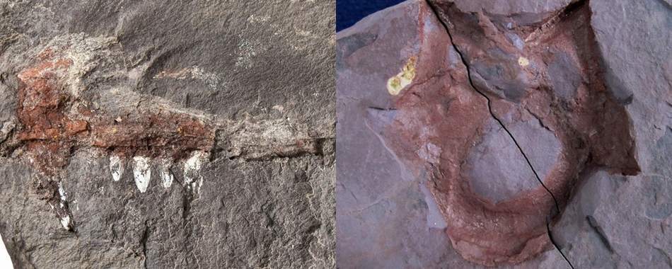 Fósseis encontrados no Piauí