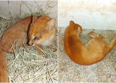 Gato-mourisco foi encontrado bastante debilitado