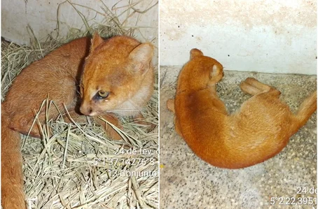 Gato-mourisco foi encontrado bastante debilitado
