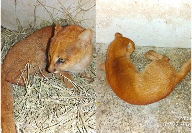 Gato-mourisco foi encontrado bastante debilitado