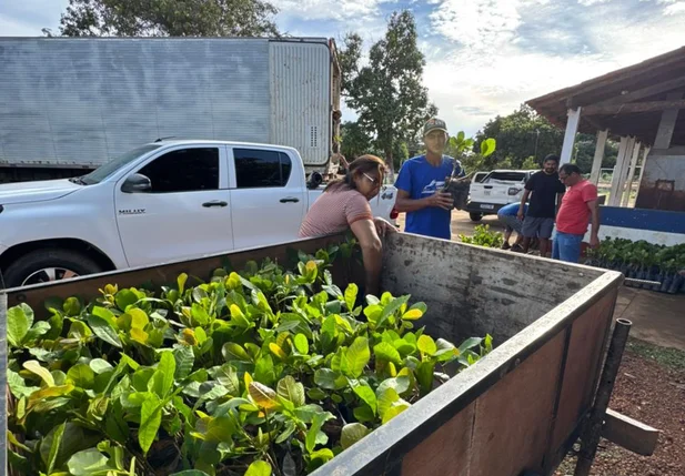 Mudas de caju para agricultores de Uruçuí