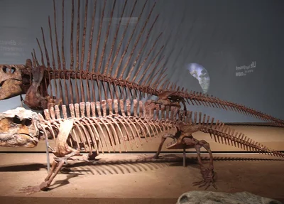 Pelicossauros