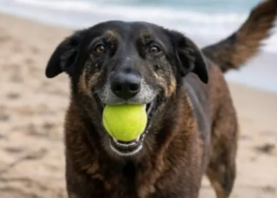 Polícia de Santa Catarina conclui inquérito sobre morte do Cão Orelha