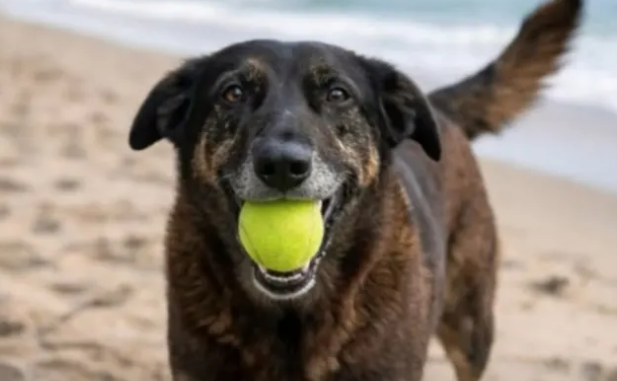 Polícia de Santa Catarina conclui inquérito sobre morte do Cão Orelha
