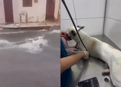 Animal sendo arrastado pela froça da água