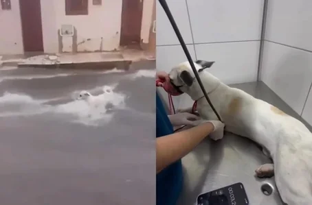 Animal sendo arrastado pela froça da água