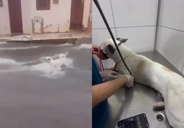 Animal sendo arrastado pela froça da água