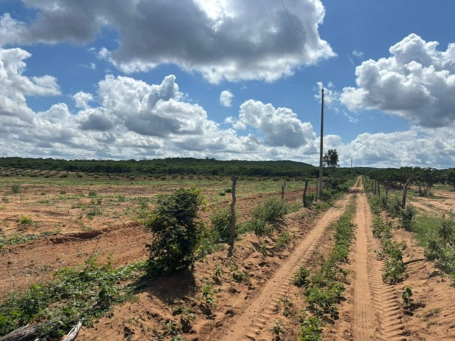 Área fiscalizada no âmbito da Operação Caatinga Resiste