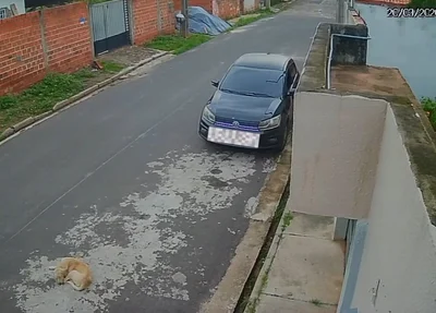 Cachorro foi atropelado no bairro Socopo, na zona leste de Teresina