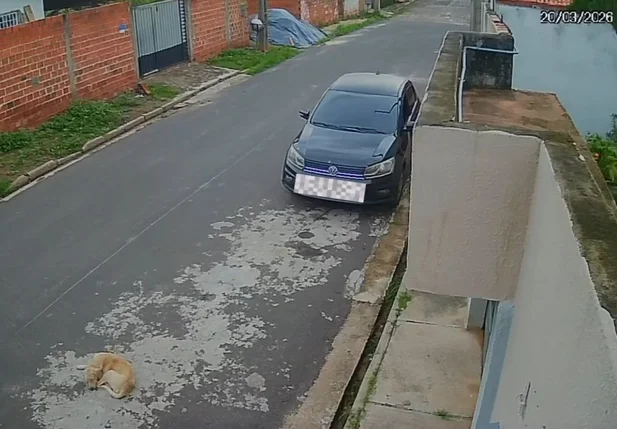 Cachorro foi atropelado no bairro Socopo, na zona leste de Teresina