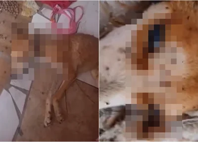 Cachorro morreu após receber atendimento médico