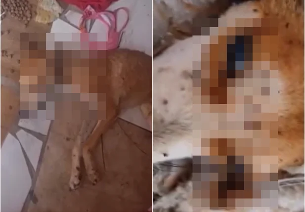 Cachorro morreu após receber atendimento médico