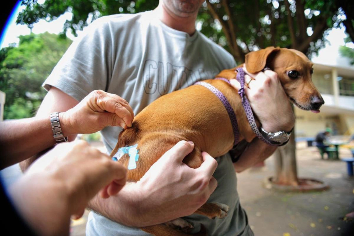Cachorro recebendo vacina contra a raiva