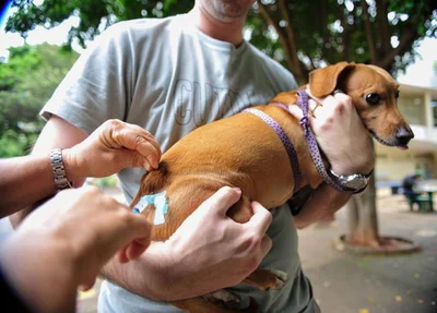 Cachorro recebendo vacina contra a raiva