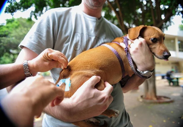Cachorro recebendo vacina contra a raiva