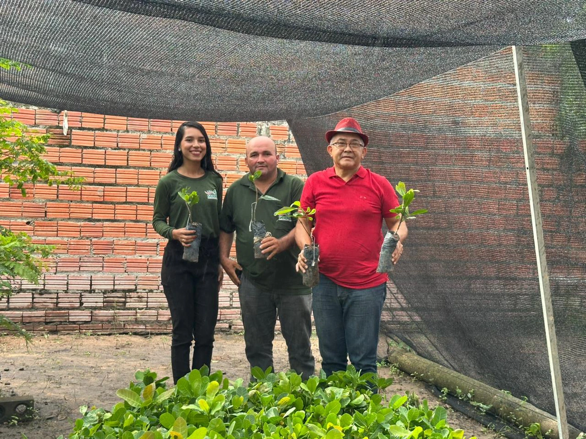 Entrega de mudas de caju