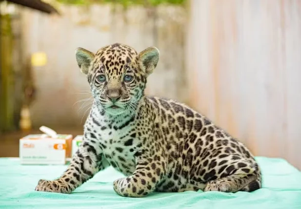 Onça ameaçada de extinção nasceu no Pará