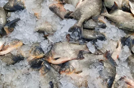 Peixes distribuídos