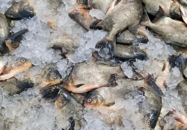 Peixes distribuídos