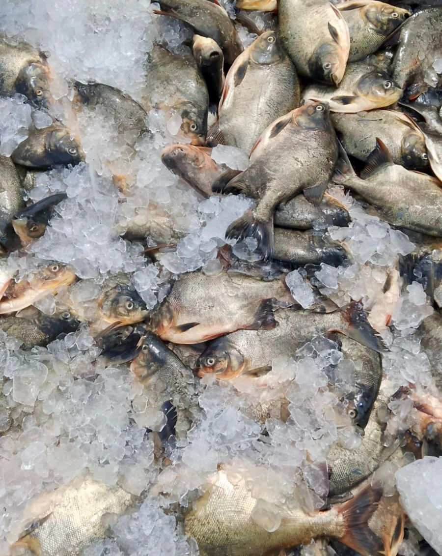 Peixes distribuídos