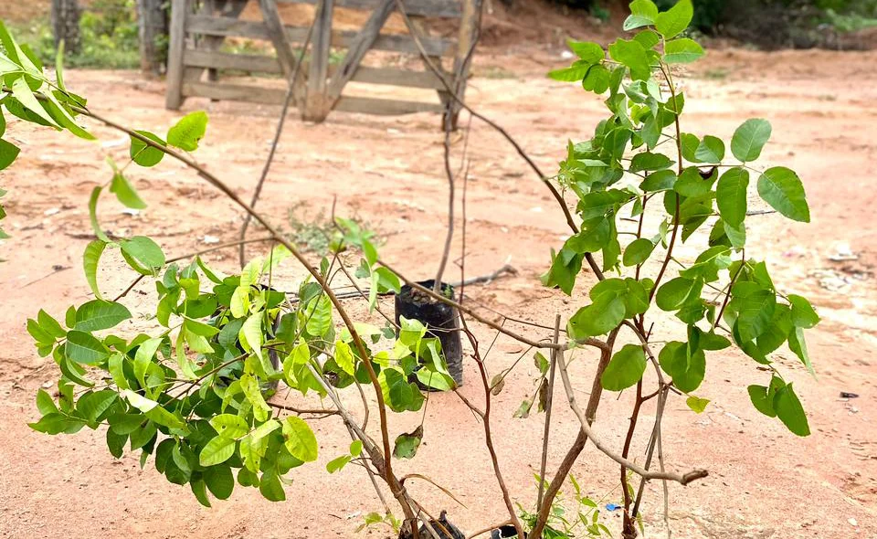 Plantas nativas doadas para arborização do lixão