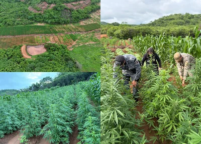 Polícia encontra plantação de maconha no interior do Piauí