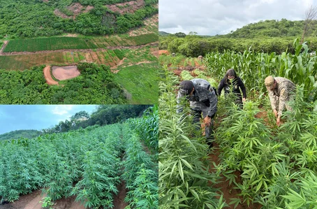 Polícia encontra plantação de maconha no interior do Piauí