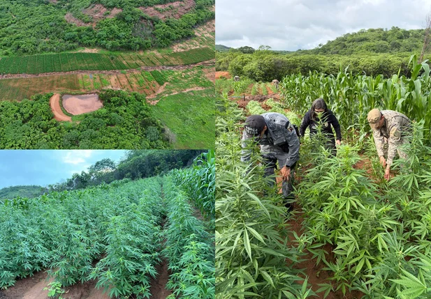Polícia encontra plantação de maconha no interior do Piauí