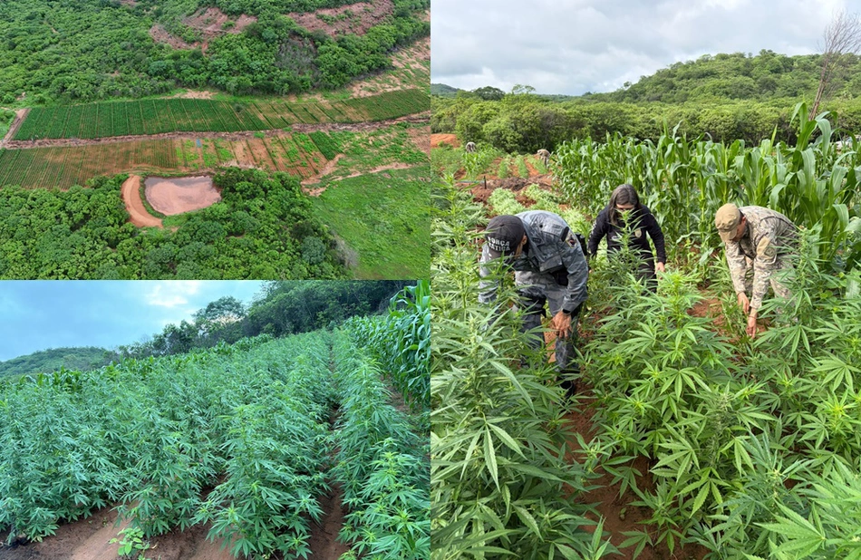 Polícia encontra plantação de maconha no interior do Piauí