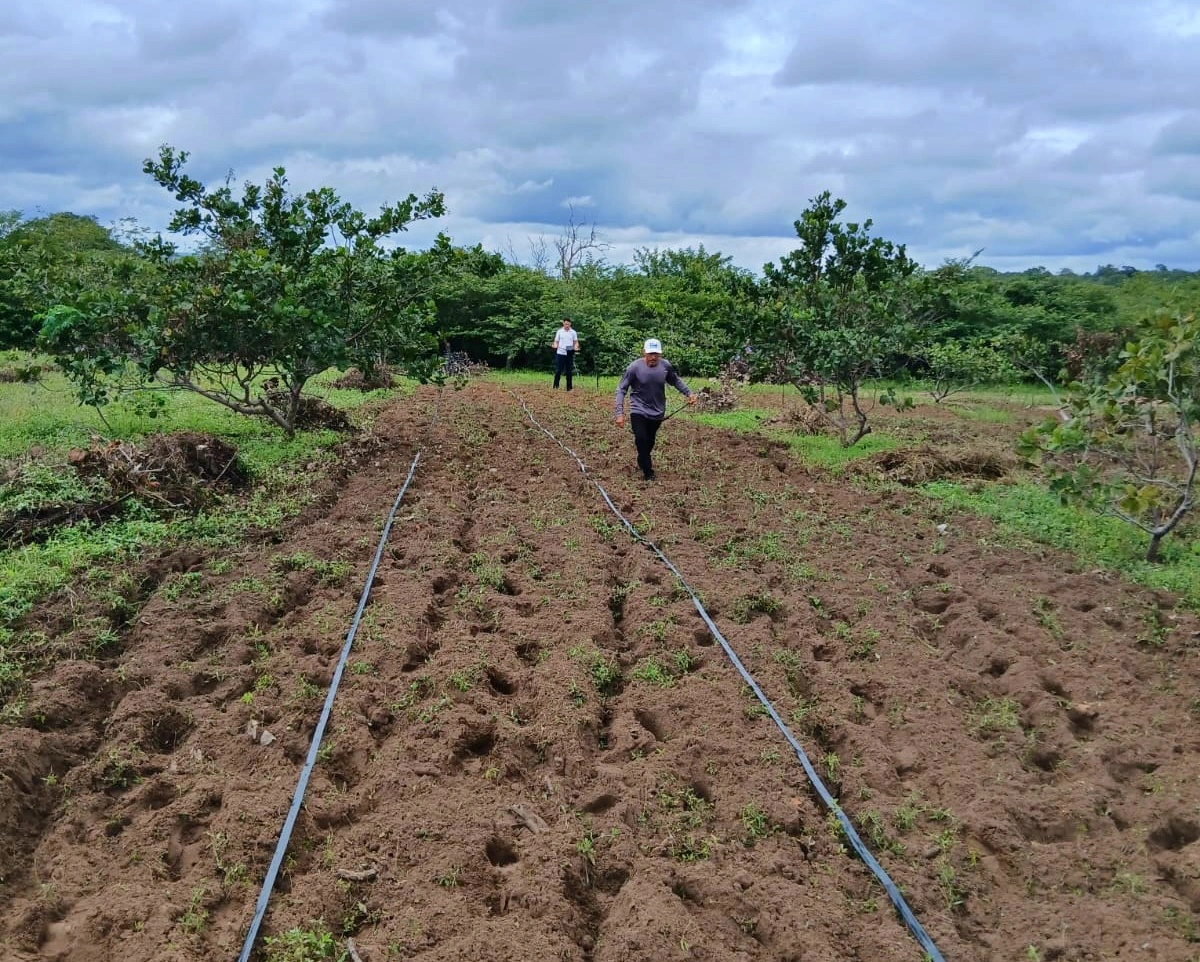 Projeto Do Quintal à Mesa entra em nova fase