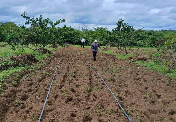 Projeto Do Quintal à Mesa entra em nova fase