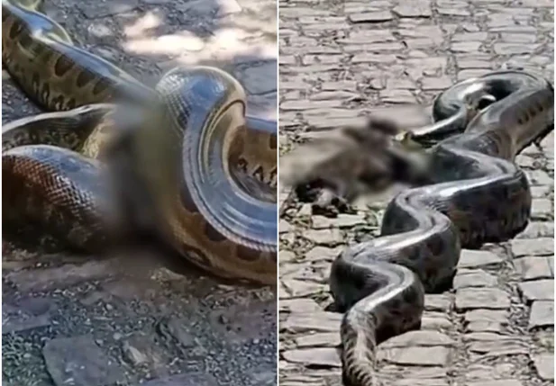 Sucuris vistas em rua na zona leste de Teresina