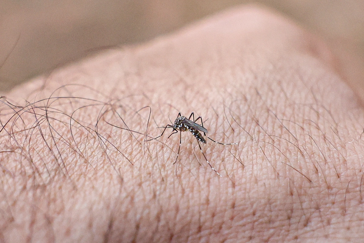 Aedes aegypti, mosquito da dengue