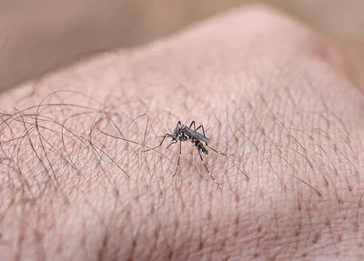 Aedes aegypti, mosquito da dengue