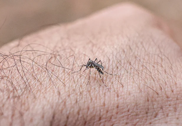 Aedes aegypti, mosquito da dengue