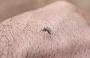 Aedes aegypti, mosquito da dengue
