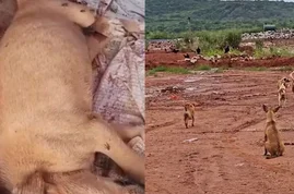 Cachorros são abandonados em aterro sanitário no Ceará