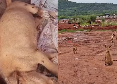 Animais abandonados