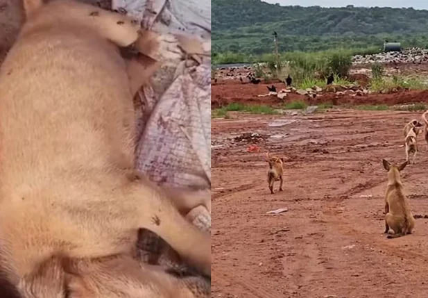 Animais abandonados