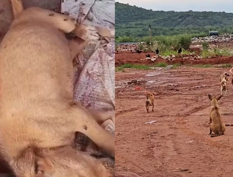 Animais abandonados