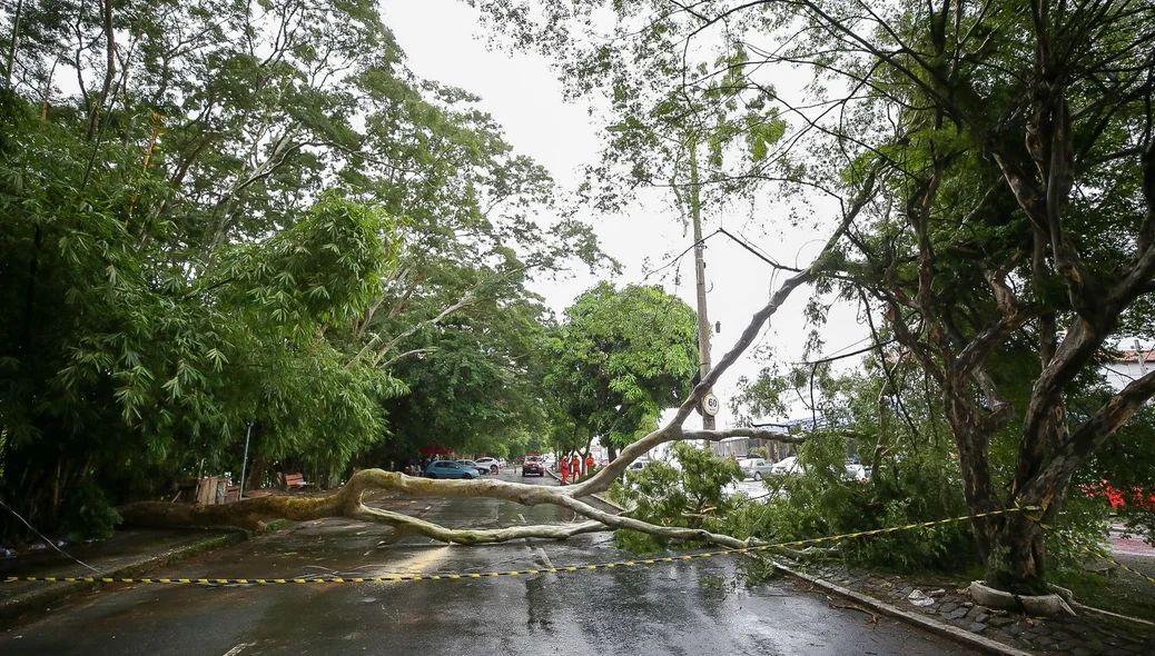 Árvore cai na Avenida Maranhão e bloqueia trânsito