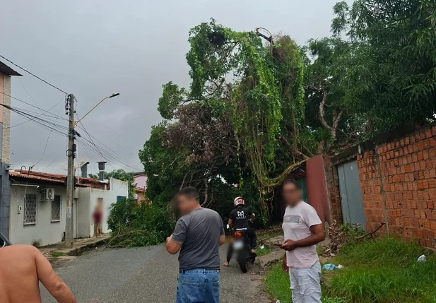 Árvore caiu e deixou rua no bairro Dirceu bloqueada